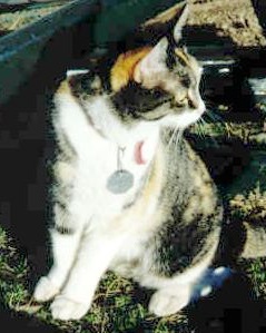 Katy